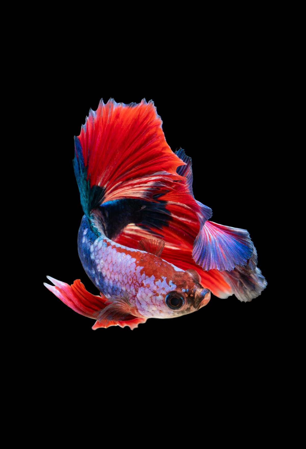 Hồng Pastel Veiltail