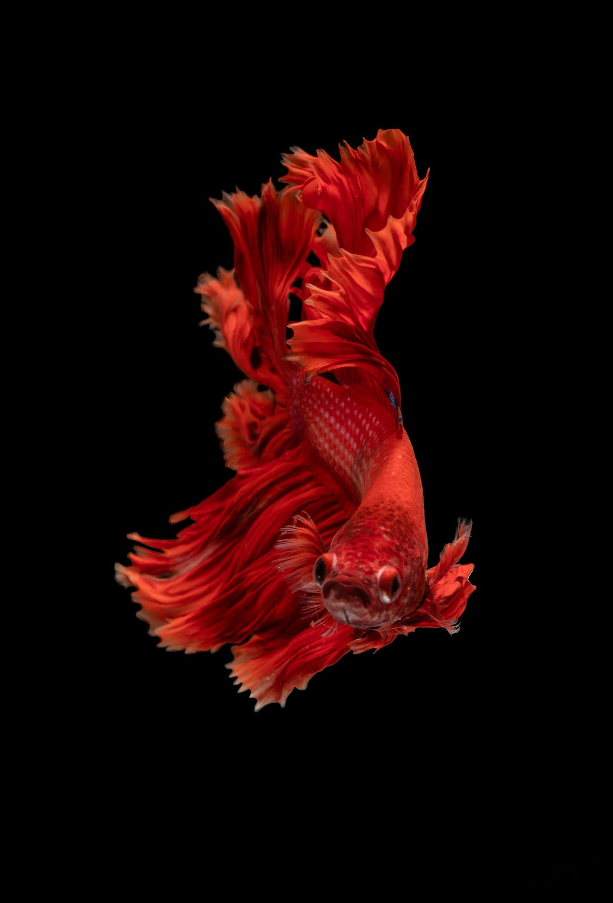 Galaxy Koi Halfmoon